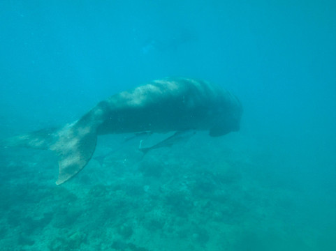 Dugong Dive Center-San Jose必去景点