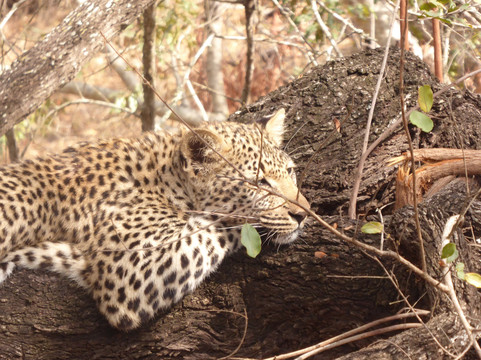 The Black Sheep Agency-开普敦中心区必去景点