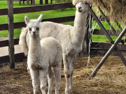 Atomi Mini Zoo-Liepaja必去景点