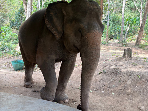 Phuket Elephant Nature Reserve-他朗必去景点