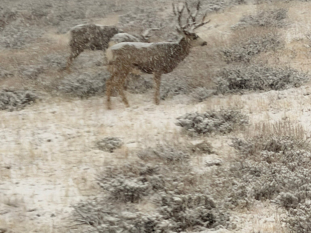 Wildside 4x4 Tours-埃斯蒂斯公园必去景点