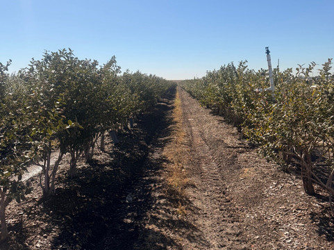 Southern Hill Farms-Clermont必去景点