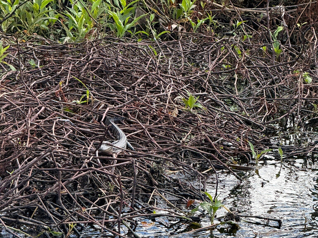Master Gator Airboat Tours of Palm Beach County-西棕榈滩必去景点