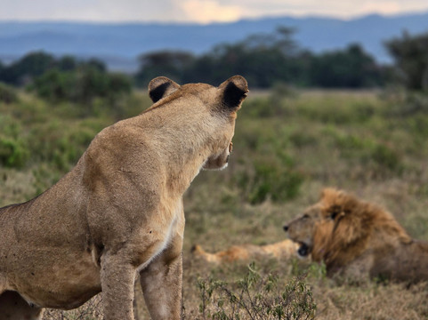 Flexivel Kenya Safaris-内罗毕必去景点