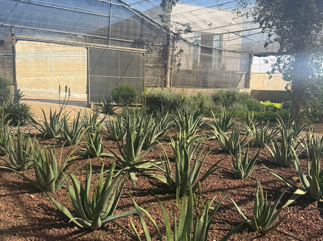 Finca Canarias Aloe Vera-阿罗纳必去景点