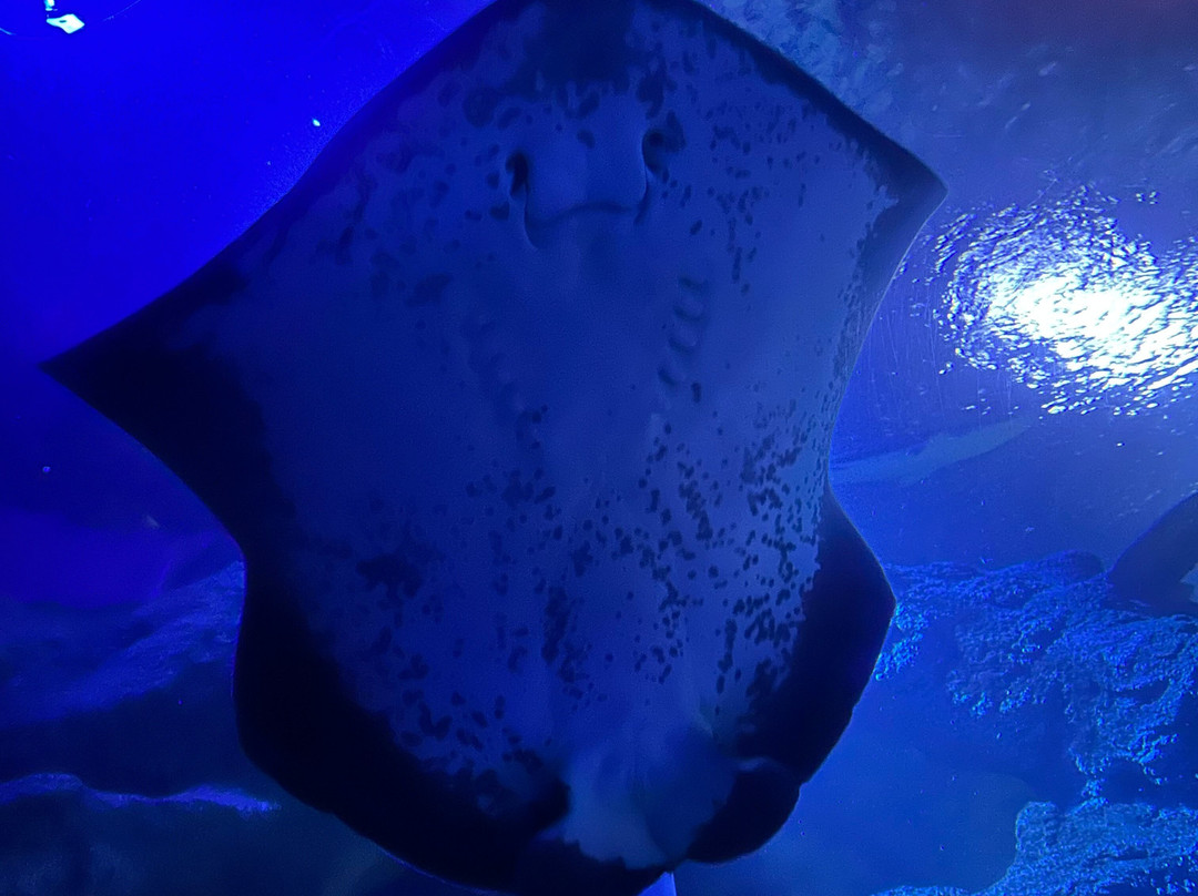 Sea Life Centre Great Yarmouth-大雅茅斯必去景点