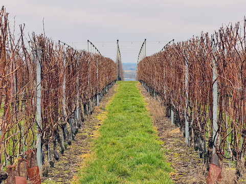 Wijnsafari in Haspengouw (Borgloon)-Borgloon必去景点