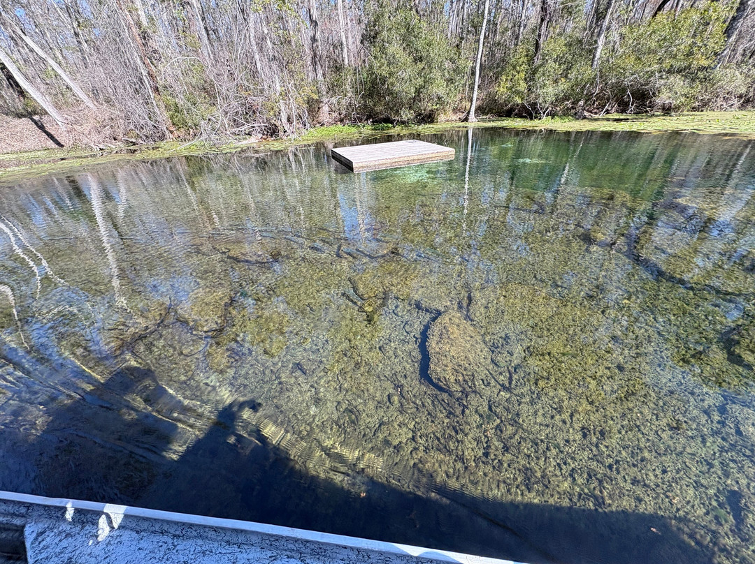 5 Rivers Adventures-Wacissa必去景点