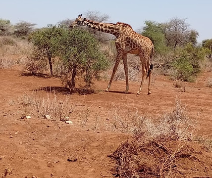 Stokman Safaris-Ruiru必去景点