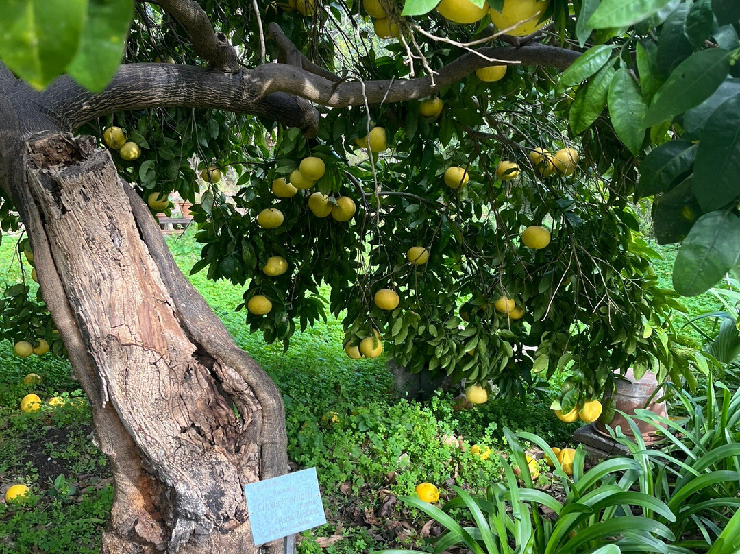 Orto Botanico-巴勒莫必去景点