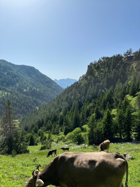 加林娜猎鹰酒店-官方
