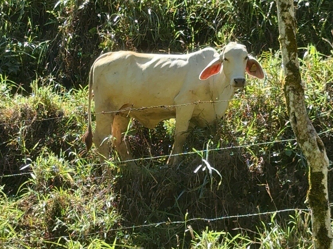 Brisas del Nara-哥斯达黎加安东尼奥国家公园必去景点