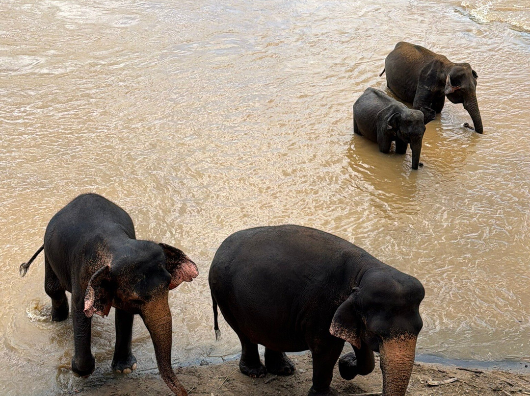 Royal Ceylon Voyage-Pelawatta必去景点