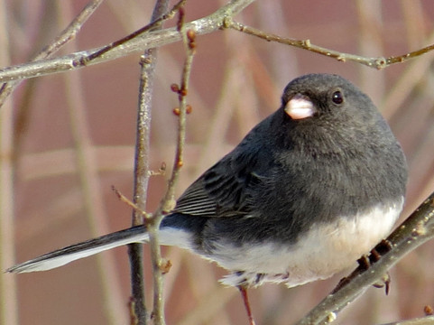 Helen C. Fenske Visitor Center-Morris Plains必去景点