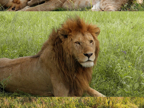 Meijo Safaris-阿鲁沙区必去景点