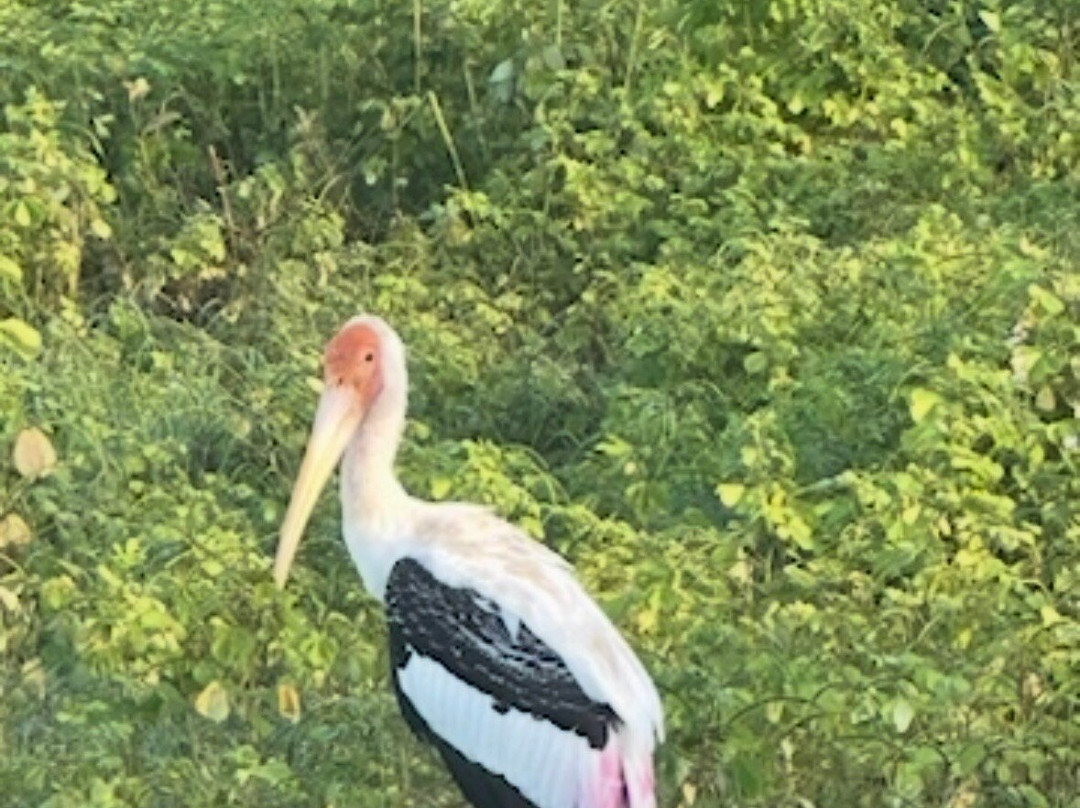 Shenandoah Travels Sri Lanka-佩拉德尼亚必去景点