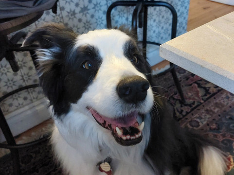 拿破仑之家主图