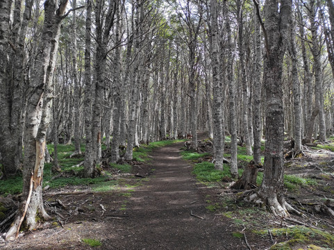Fuerte Bulnes-蓬塔阿雷纳斯必去景点