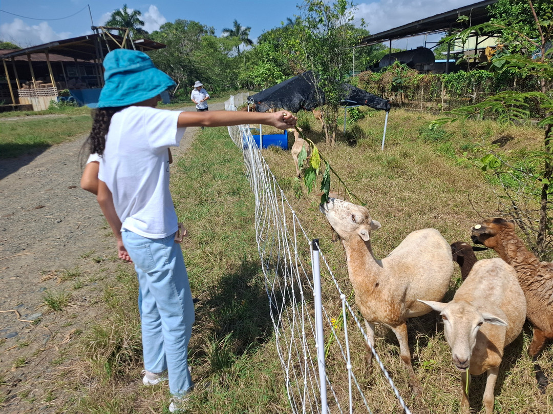 Coquira Soil Project-Chepo必去景点