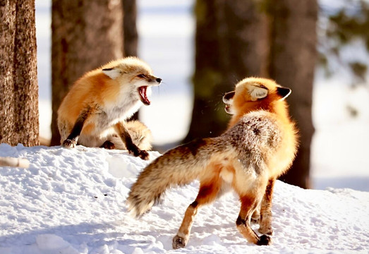 Yellowstone Wild-加德纳必去景点