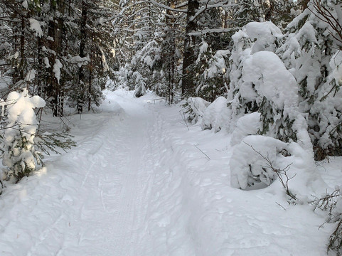 Demonstration Forest-Two Harbors必去景点