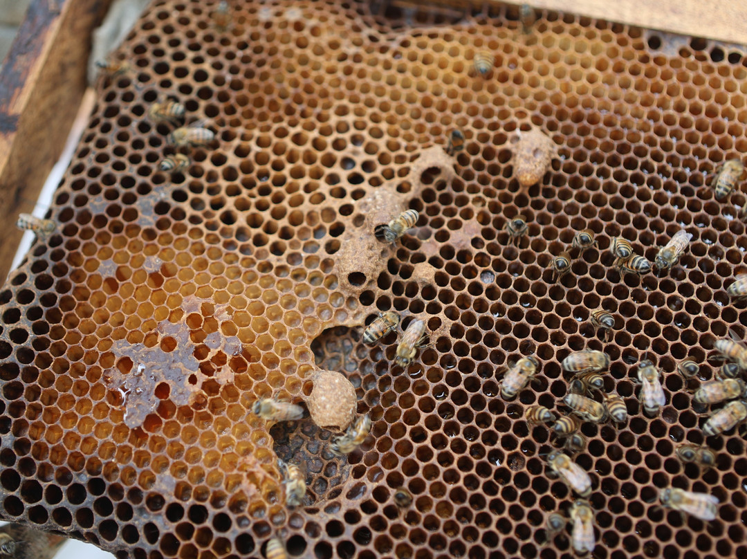 Manuel Antonio Bee Farm Tour-哥斯达黎加安东尼奥国家公园必去景点