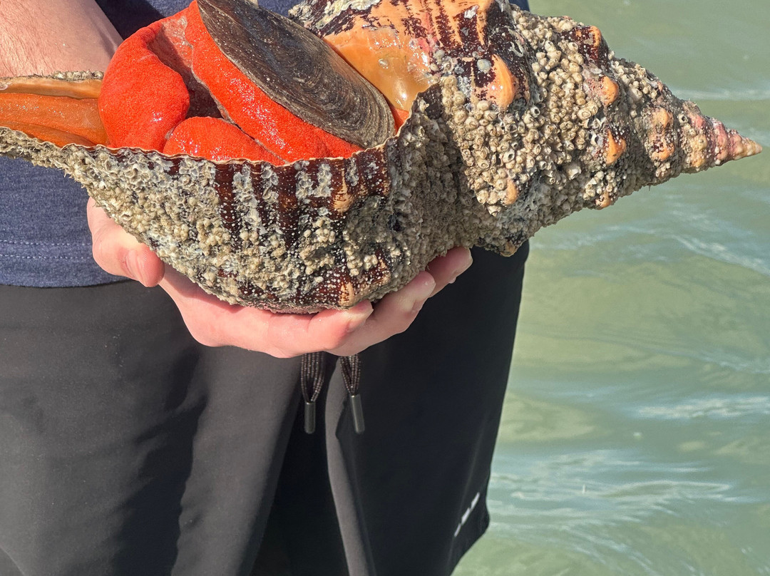 Sea N Things, LLC-Indian Shores必去景点