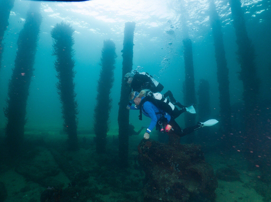 Swan Dive Busselton-巴瑟尔顿必去景点