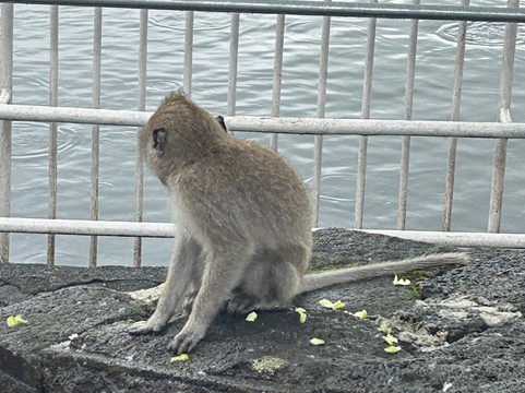 Vishal Taxi Ile Maurice-开普马欧呵必去景点