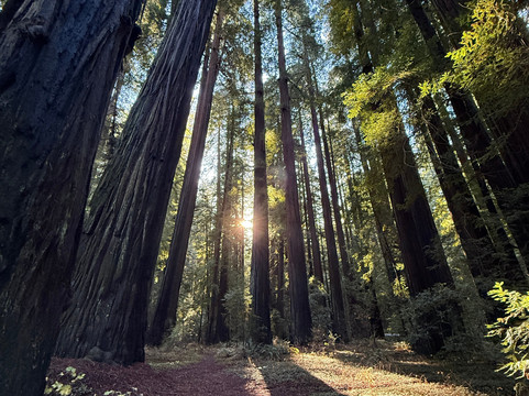 Humboldt Redwoods State Park-Weott必去景点