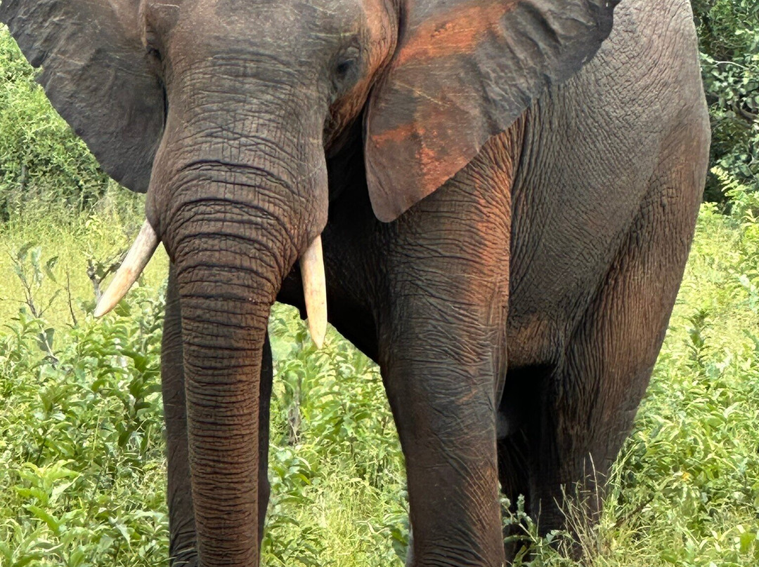 Safari Specialists-马翁必去景点