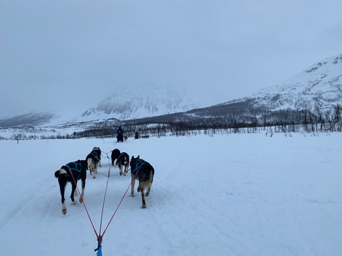 Lyngen Husky Safari-Svensby必去景点