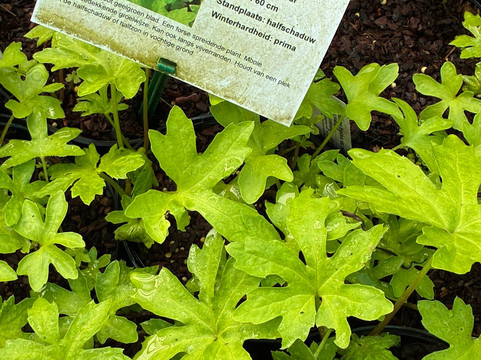 Kwekerij Morning Glory-Aalsmeer必去景点