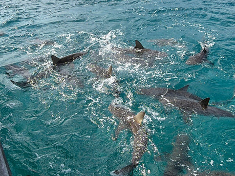 Neal Watson's Bimini Scuba Center-Alice Town必去景点