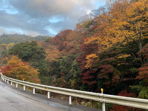 Maple Road-富津市必去景点