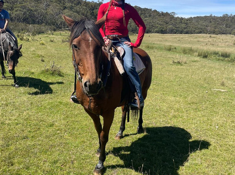 Thredbo Valley Horse Riding-Crackenback必去景点