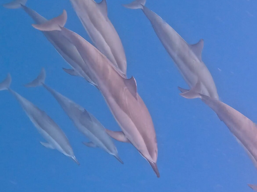 Dream Dolphin-黑河必去景点