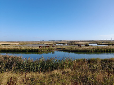 Elmley National Nature Reserve - Day Visit-Sheerness必去景点