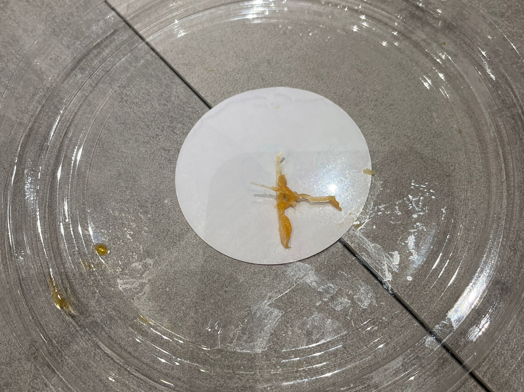 PokèFlash Pontedera主图