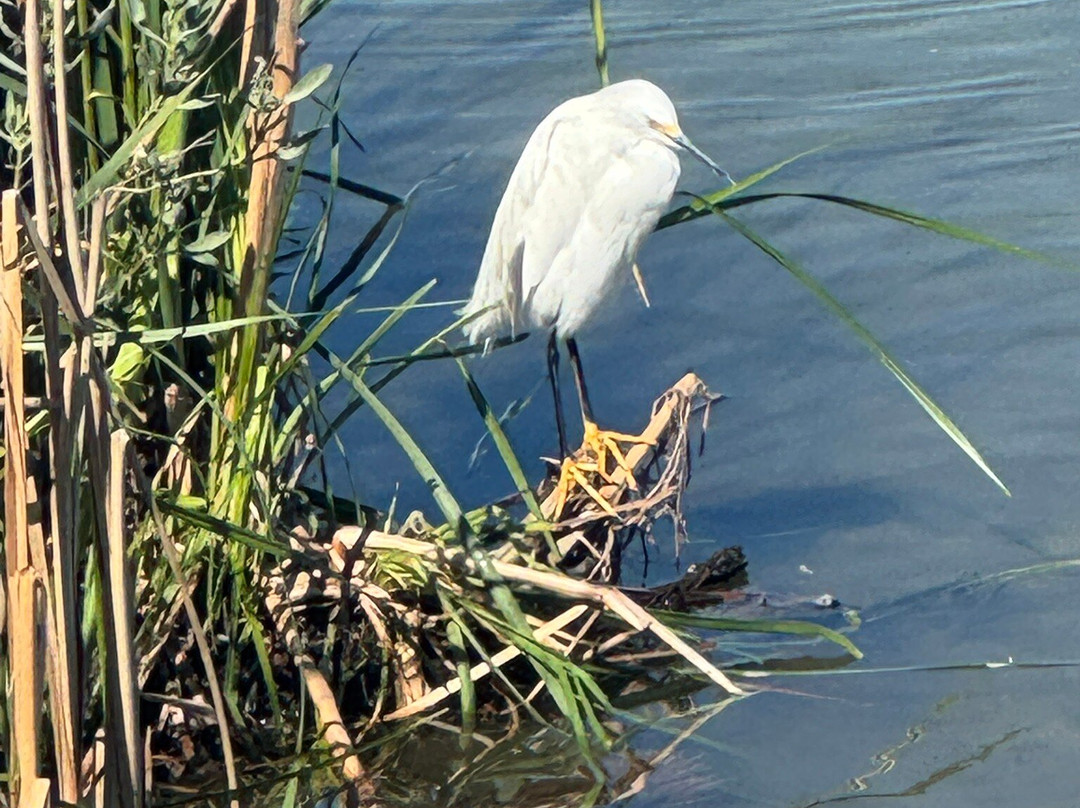 Port Aransas Nature Preserve at Charlie's Pasture-阿兰瑟斯港必去景点