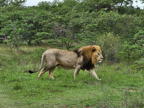 Sibuya Game Reserve - Private Day Trips-Kenton-on-Sea必去景点