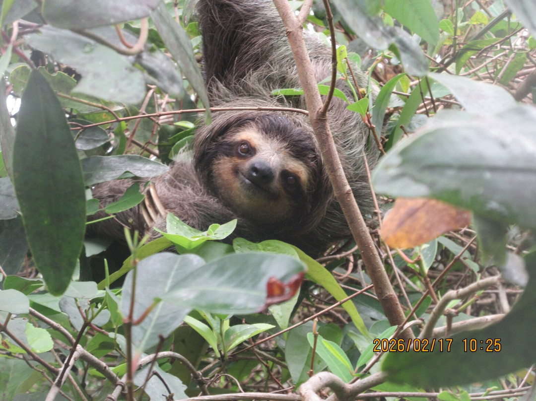 Tortuguero Canal-利蒙港必去景点