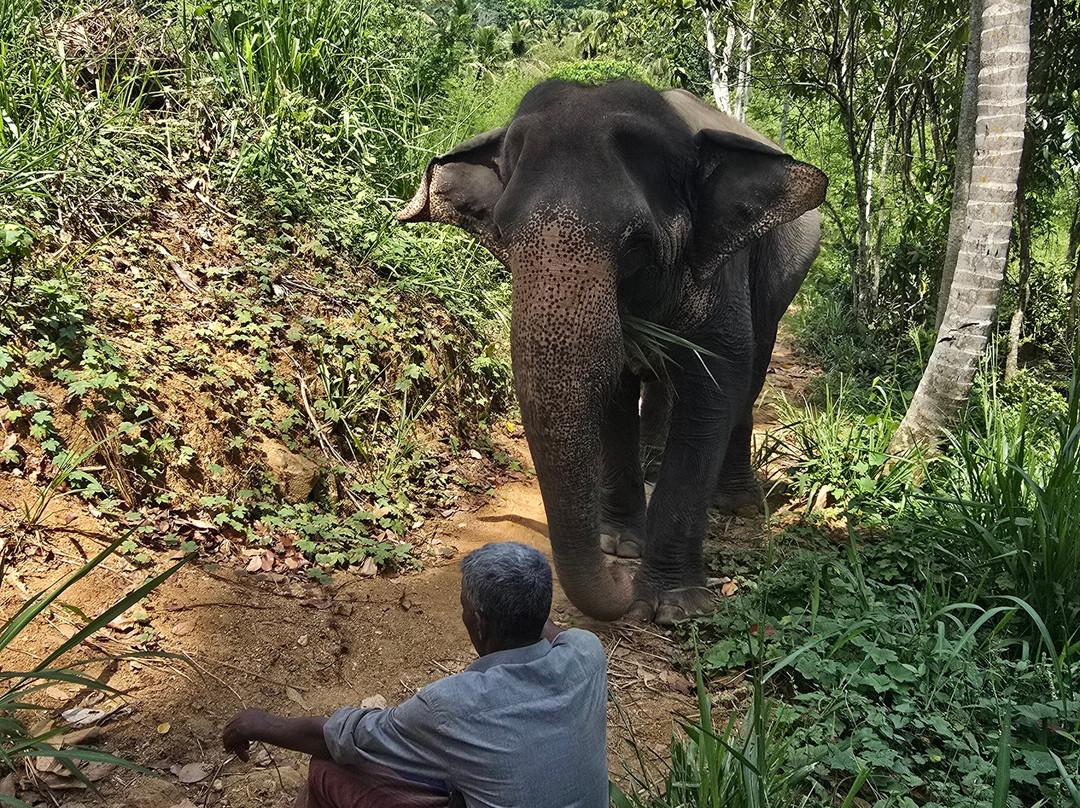 Elephant Freedom Project-凯格勒 必去景点