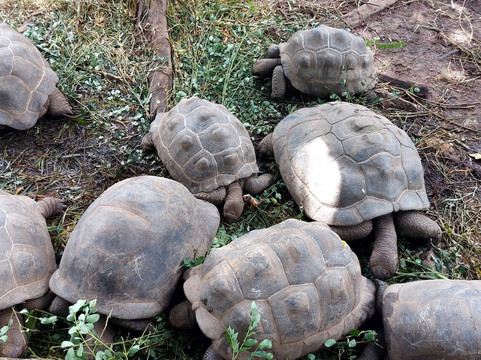 Le Jardin Du Roi Spice Garden-马埃岛必去景点