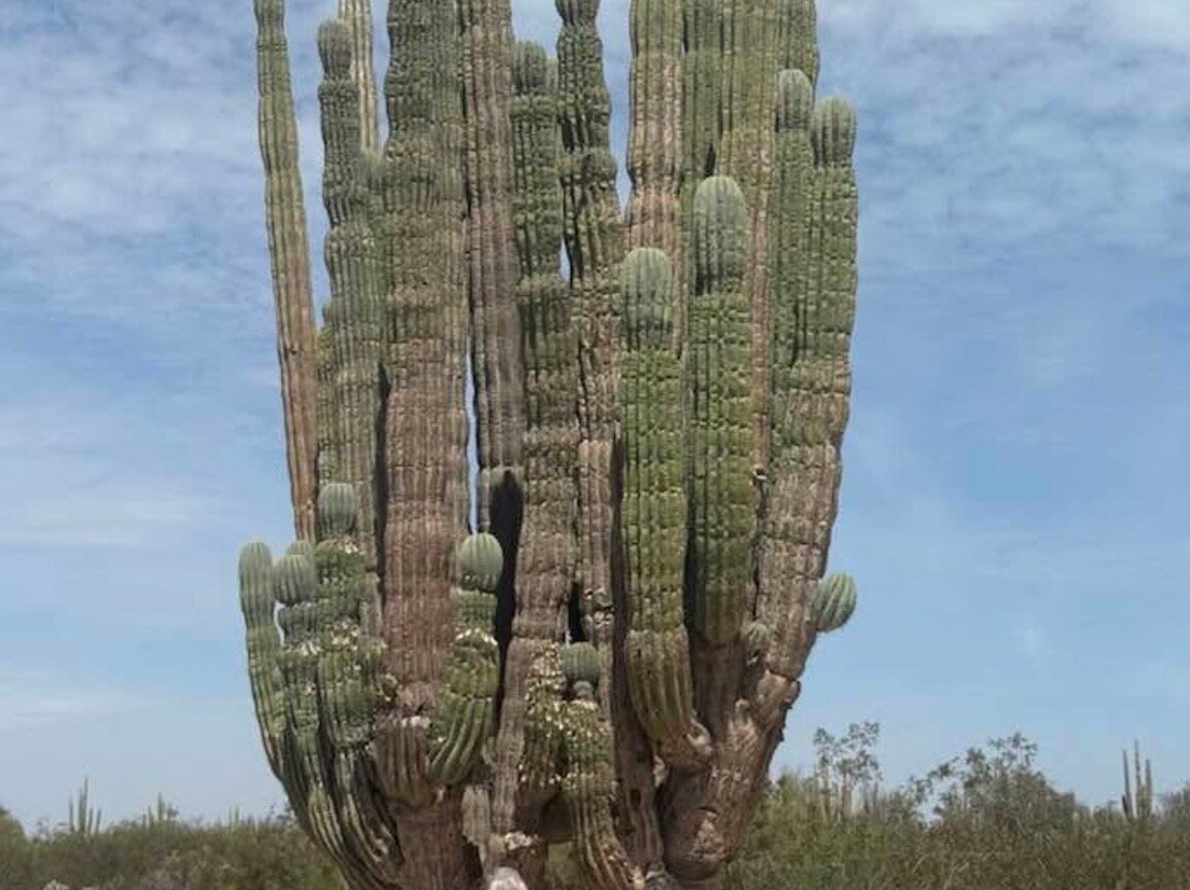 Valley of the Giants Valle de los Gigantos-下加利福尼亚州必去景点