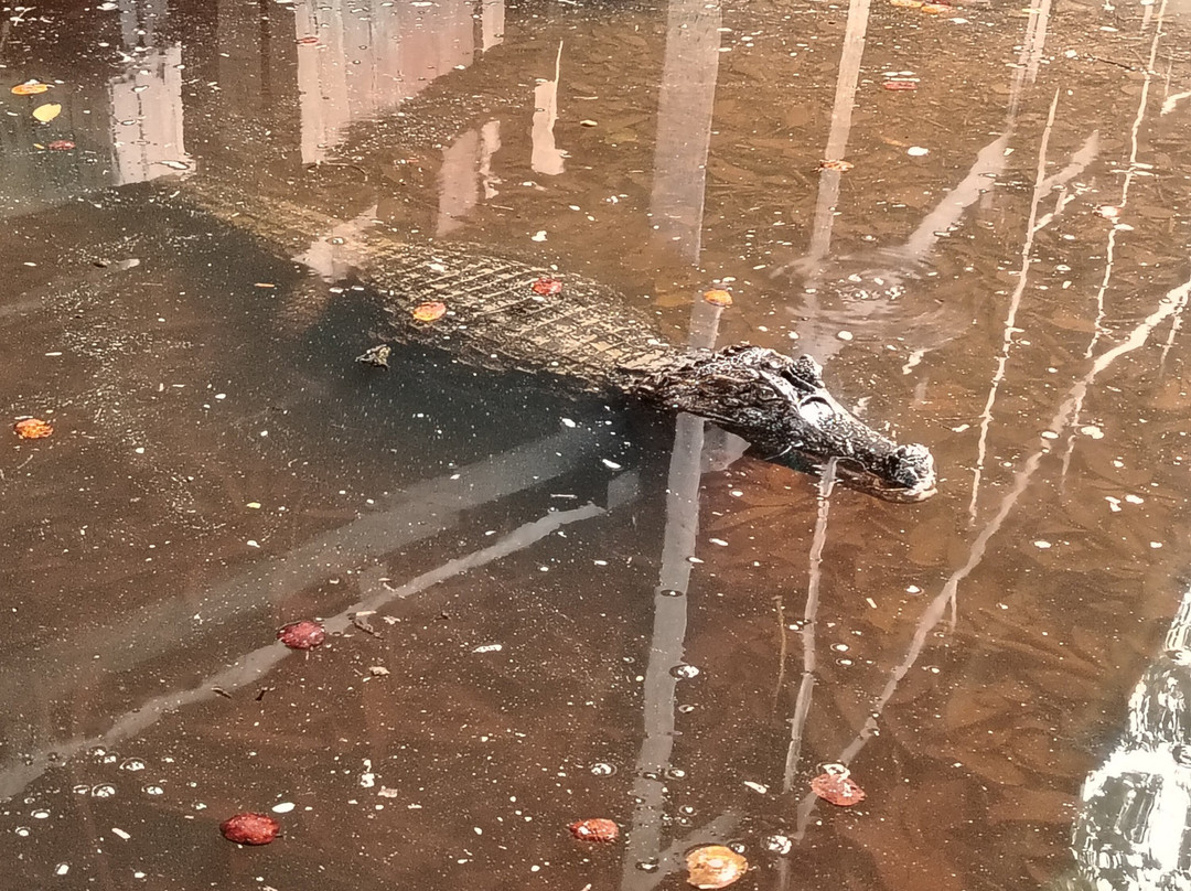 Tour Cuyabeno - Canangueno Lodge-Nueva Loja必去景点