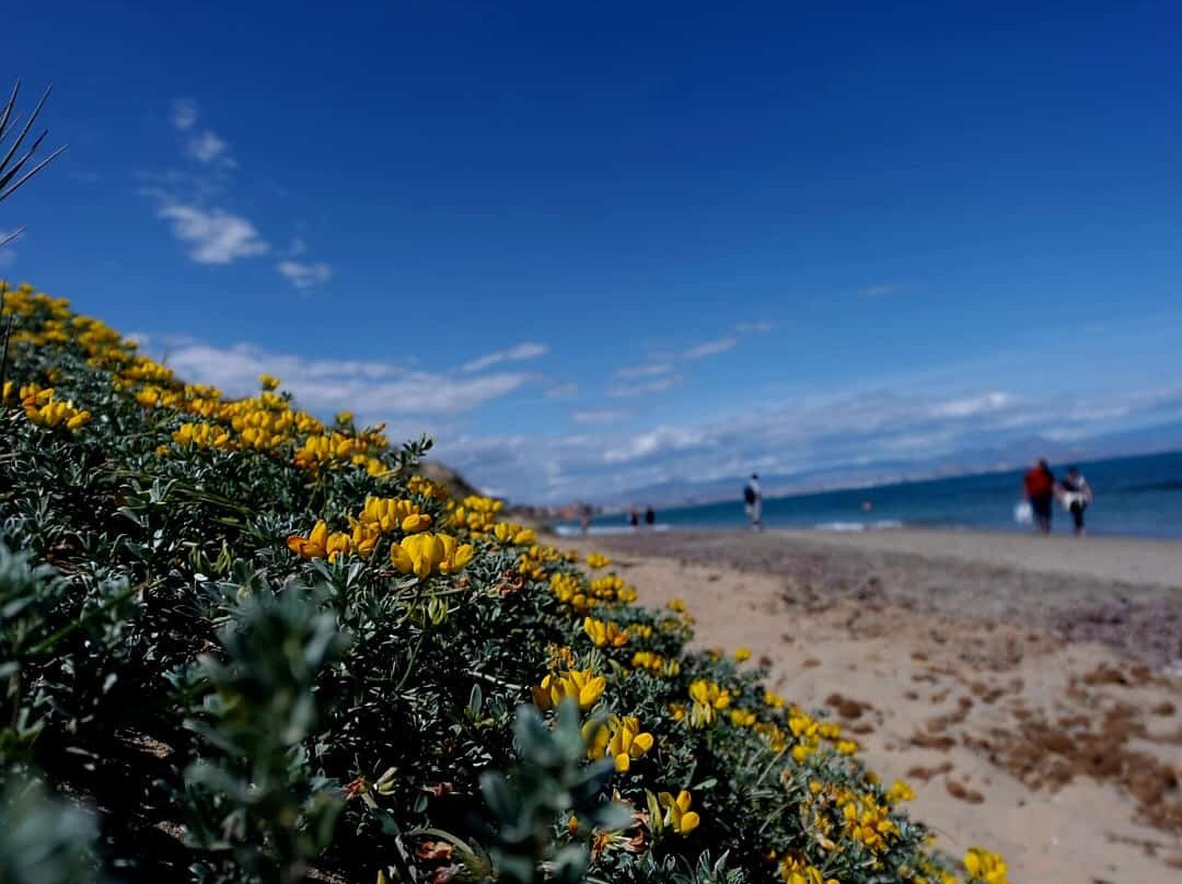 Platja Del Carabassí-埃尔切必去景点