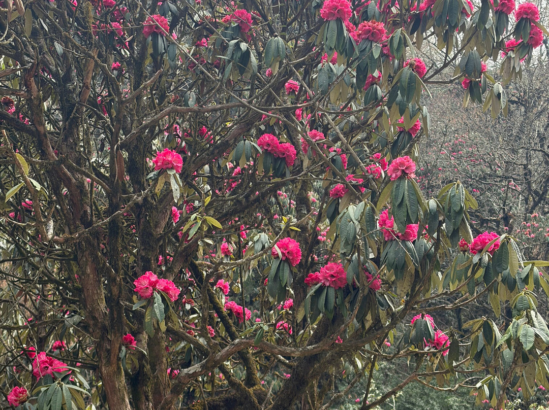 EARTH NEPAL Travel and Trek P. LTD-博卡拉必去景点