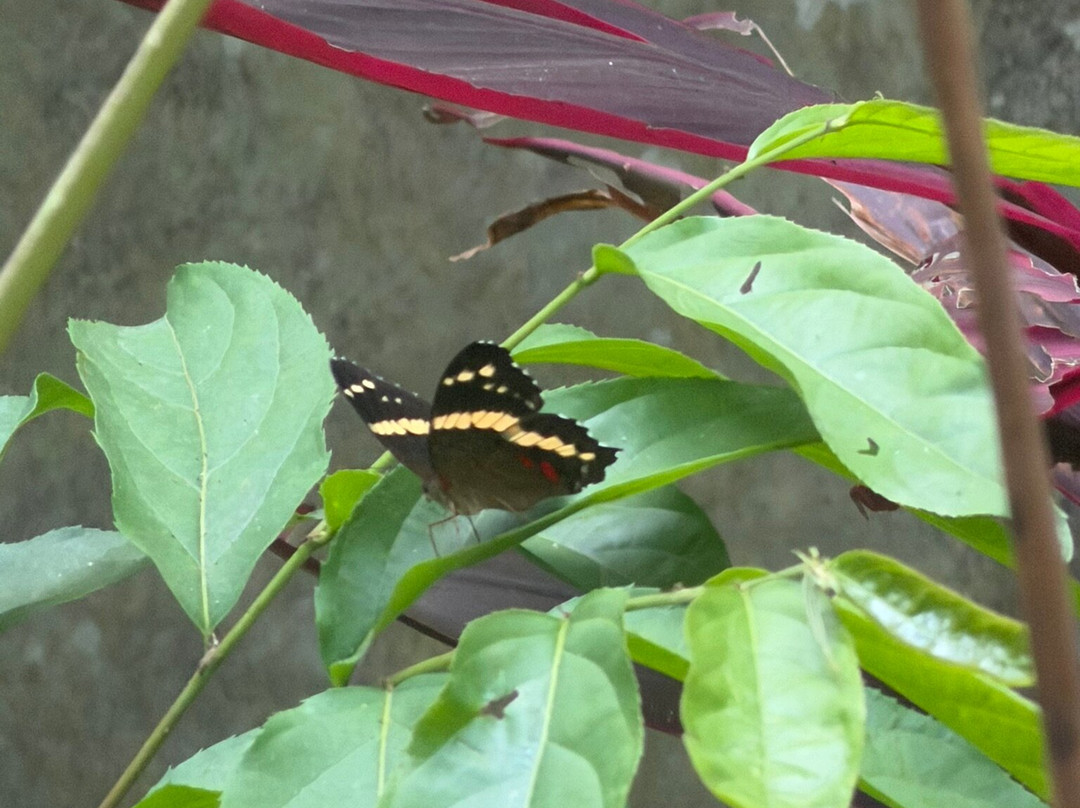 Uvita Waterfall-乌维塔必去景点