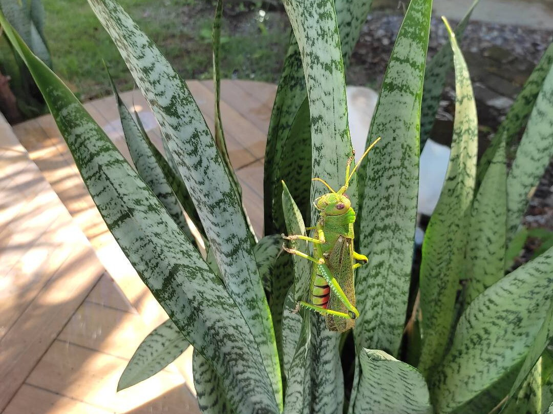 Pousada Manga Azul主图